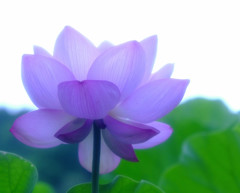 時代（とき）の旅人