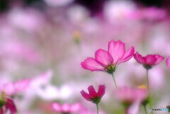 またいつか❁コスモスの季節に