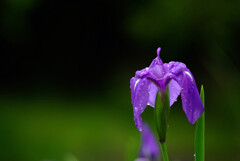 ☂に酔いしれて✿Iris laevigata