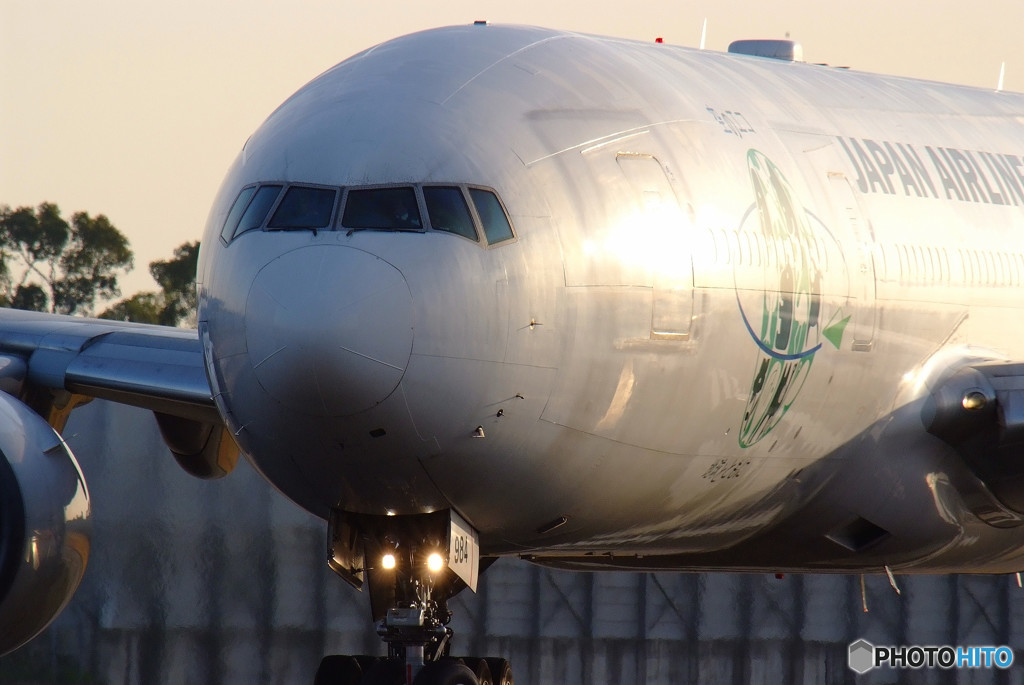 Shining in the Morning Glow