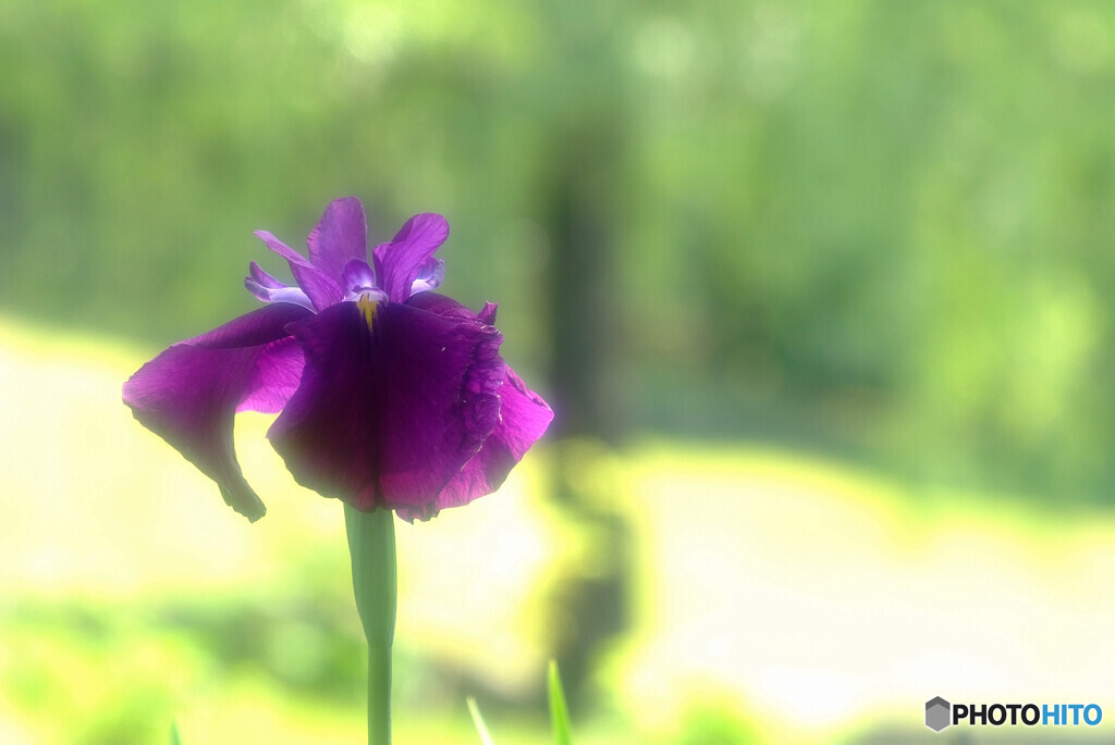 Japanese Beauty✿皐月の恋