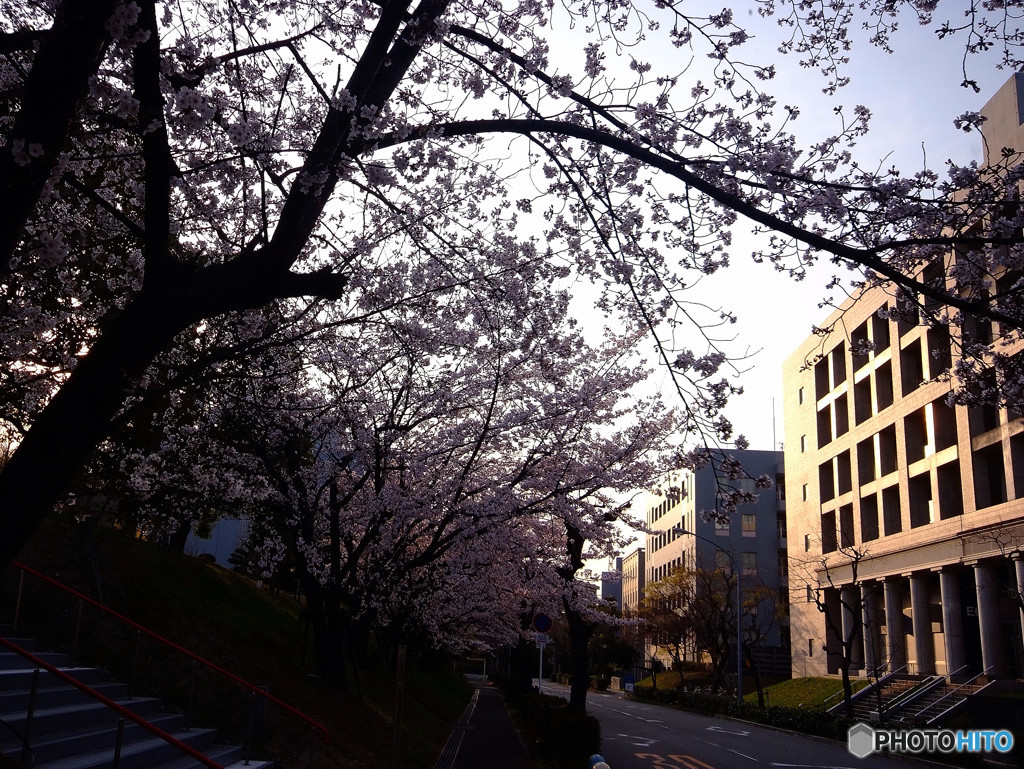Beautiful Days ・桜