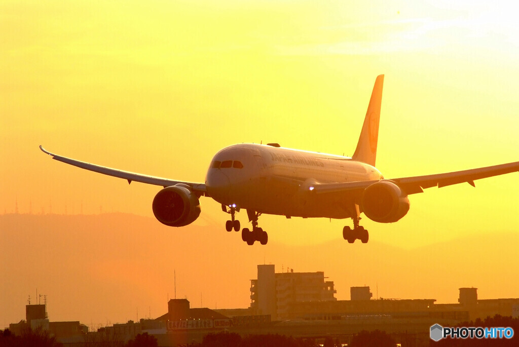 Golden Glow✈Dreamliner