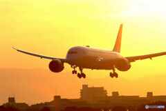 Golden Glow✈Dreamliner