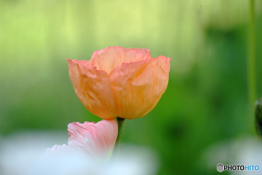 癒しの時間✿春