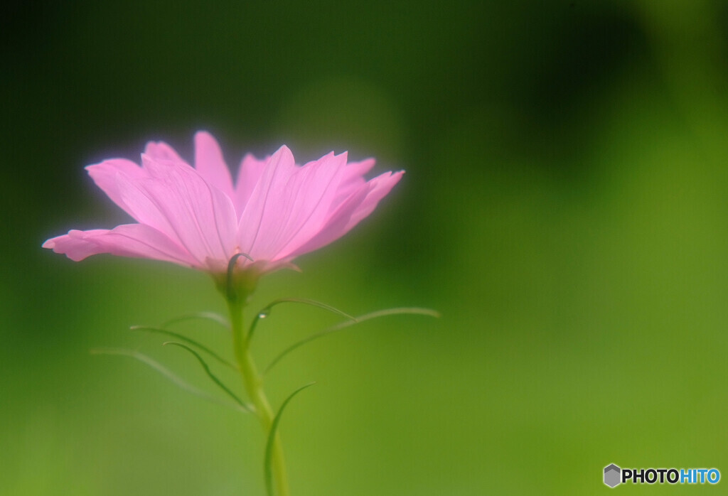母に捧げるこの花を✾