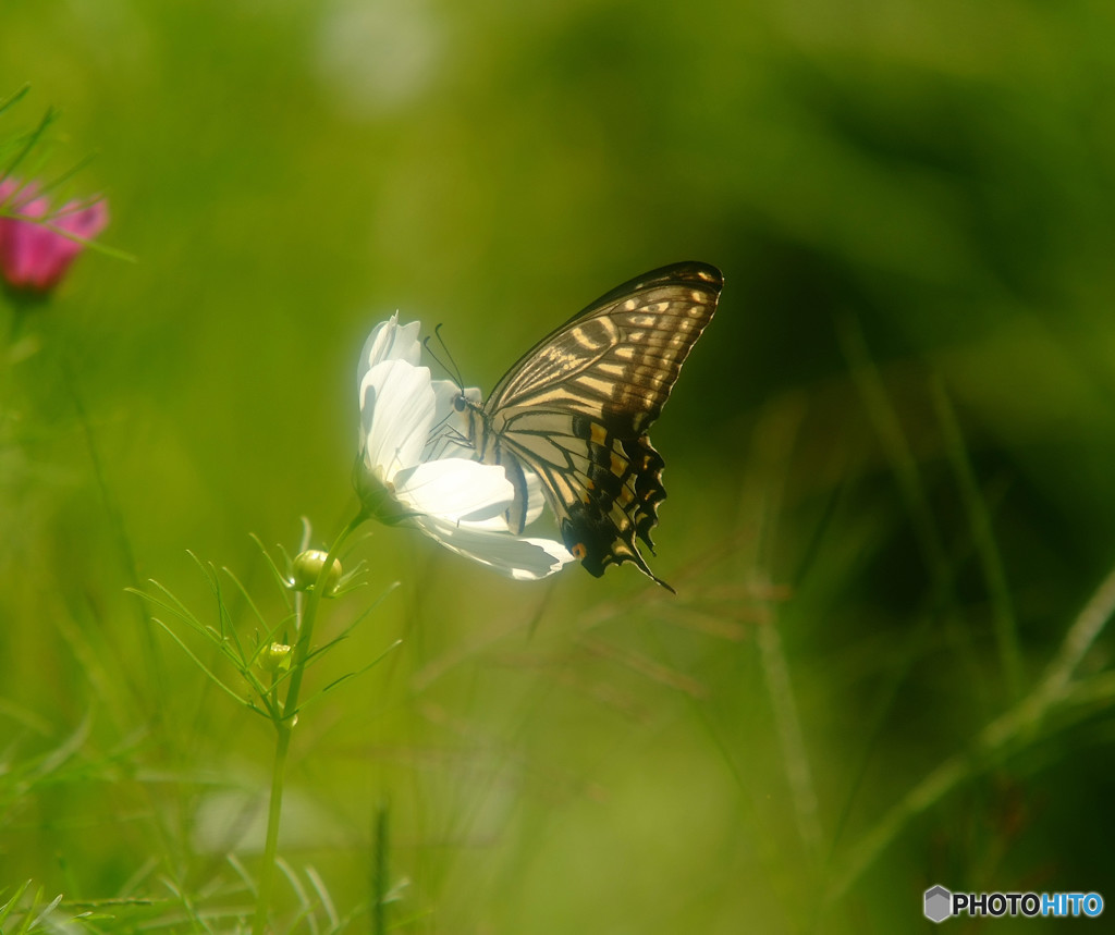 ひとやすみの時間・華