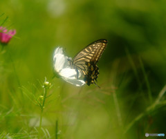 ひとやすみの時間・華