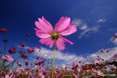 ようこそ！花園へ❁秋桜2021