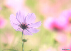 秋空スケッチ・2019