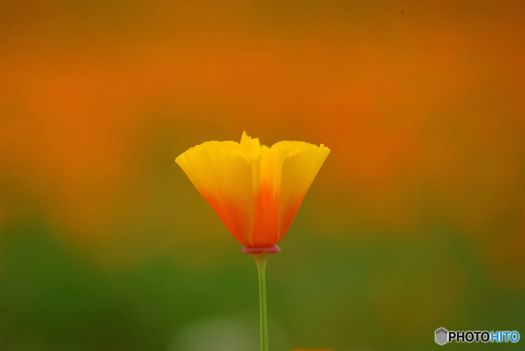 California poppy咲く✿春2024