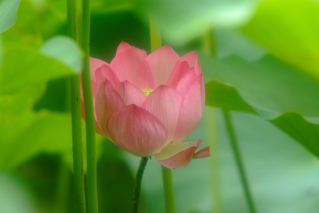 夢のつづき・蓮