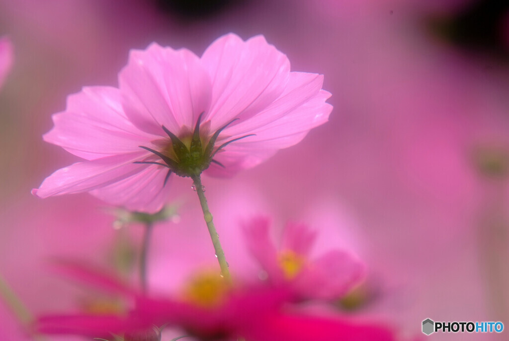 Cosmos theaterⅦ✿2020秋