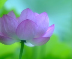 幸せの時間（Ⅹ）・蓮