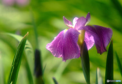 水無月の静・華