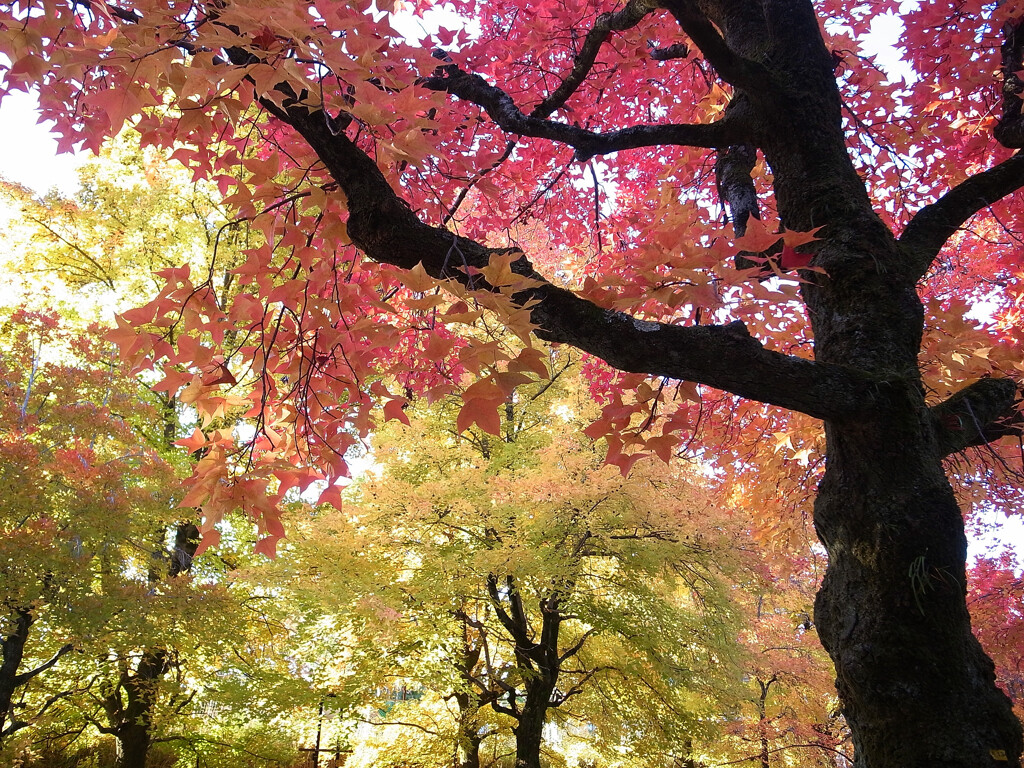 紅葉散歩➎❁三色彩道2025