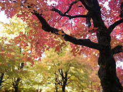 紅葉散歩➎❁三色彩道2025