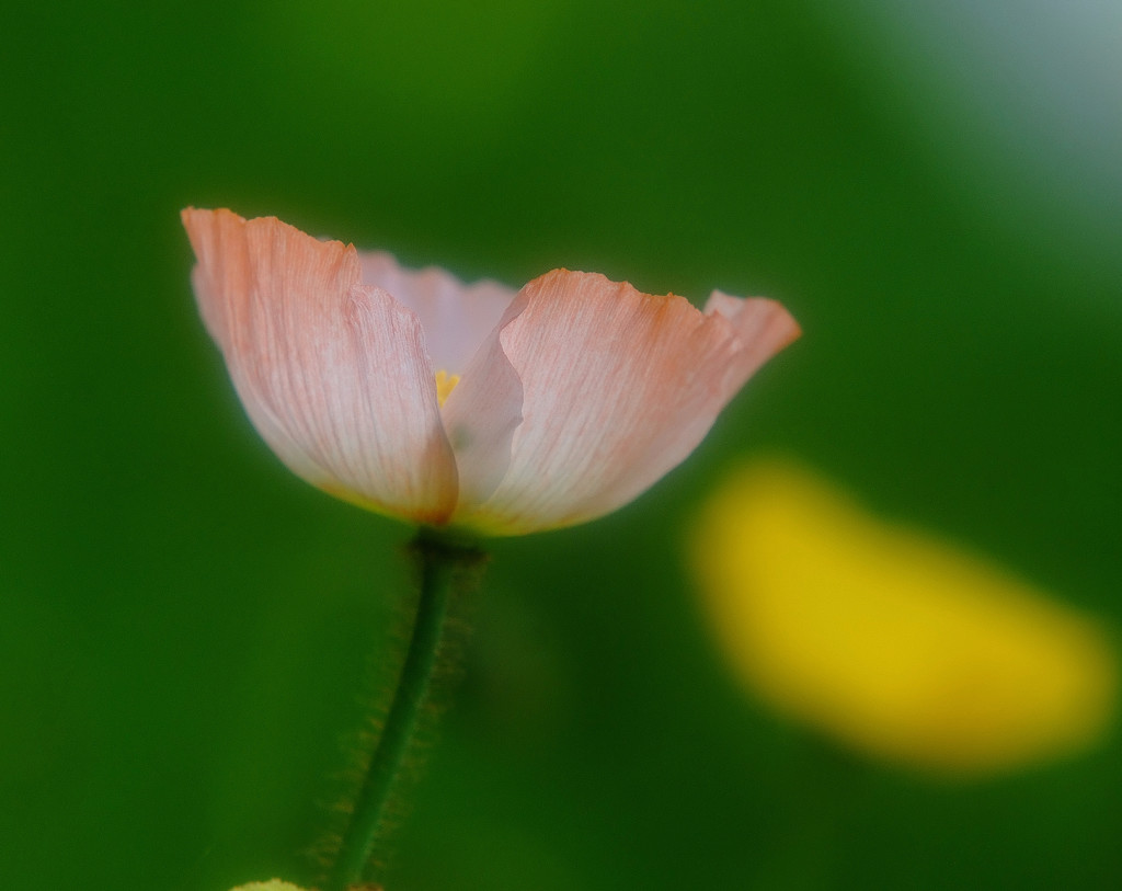 未来への扉・華