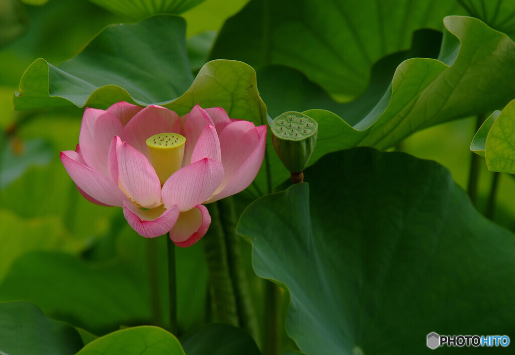 永遠に愛を✿華