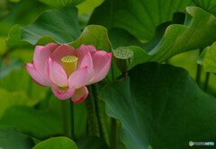 永遠に愛を✿華