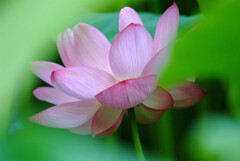 永遠の華✿蓮