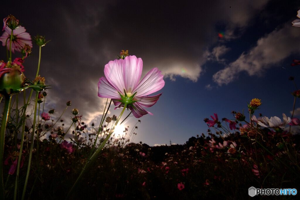 Promised Land✿コスモス2021