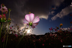 Promised Land✿コスモス2021