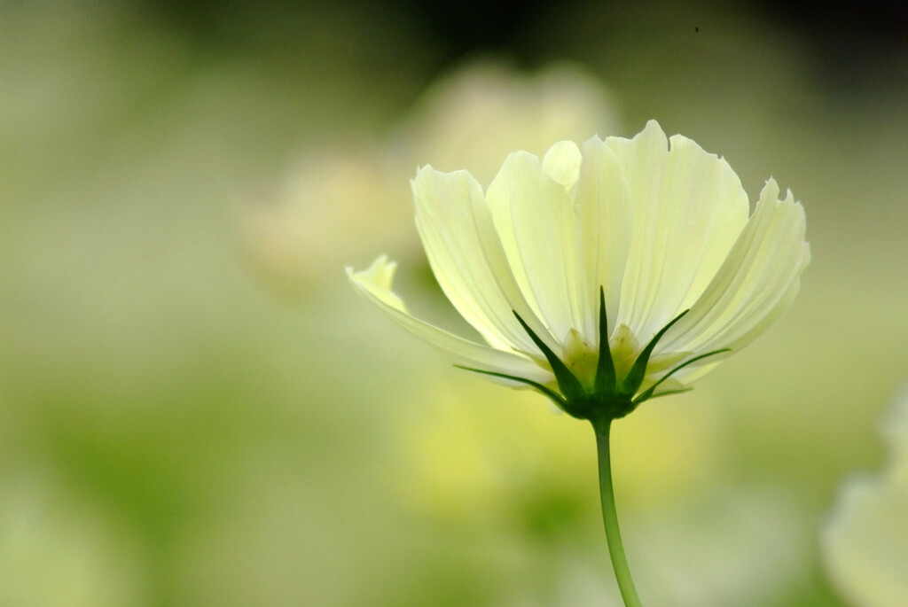 秋浪漫✿COSMOS2025