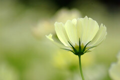 秋浪漫✿COSMOS2025 秋浪漫✿COSMOS2025