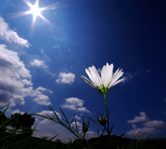 秋のめざめ・秋桜