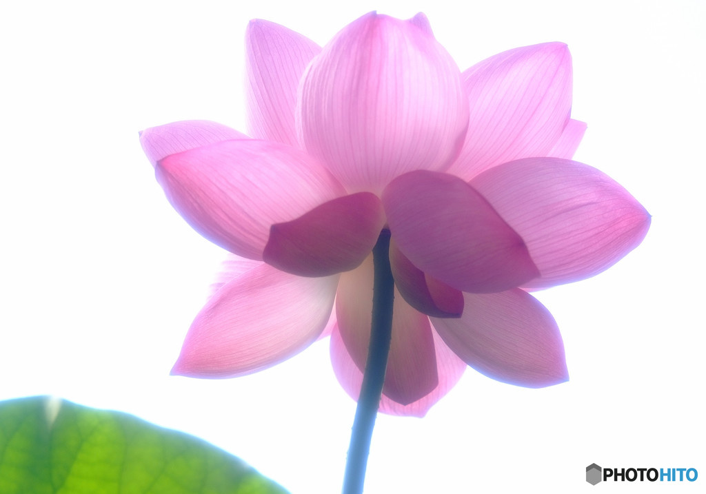 ひとりぽっちで踊らせて・華