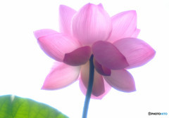 ひとりぽっちで踊らせて・華