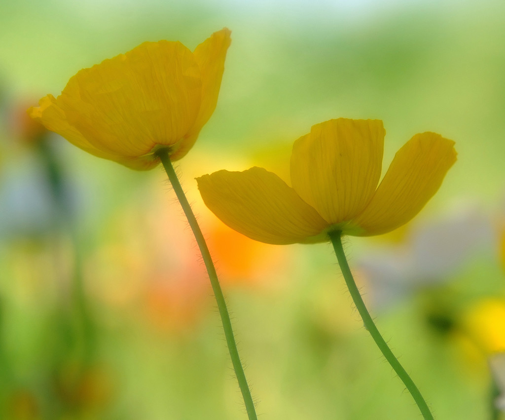 春風に吹かれて・華