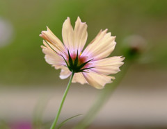 秋の忘れもの・こすもす