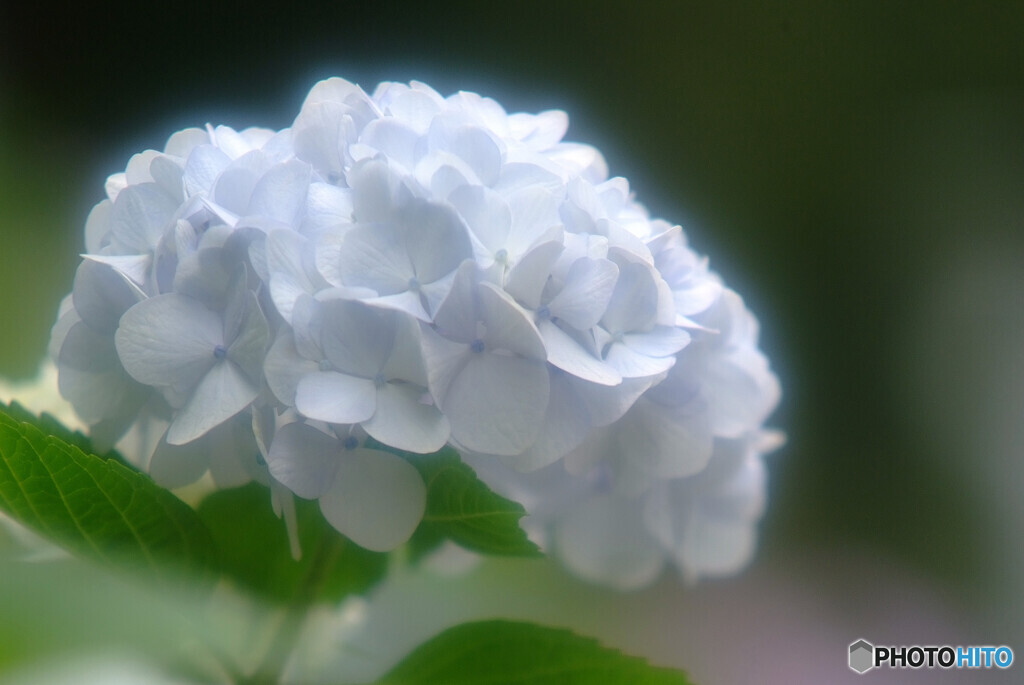 やさしさに包まれて✾華