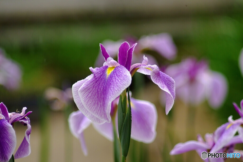 凛として☂菖蒲