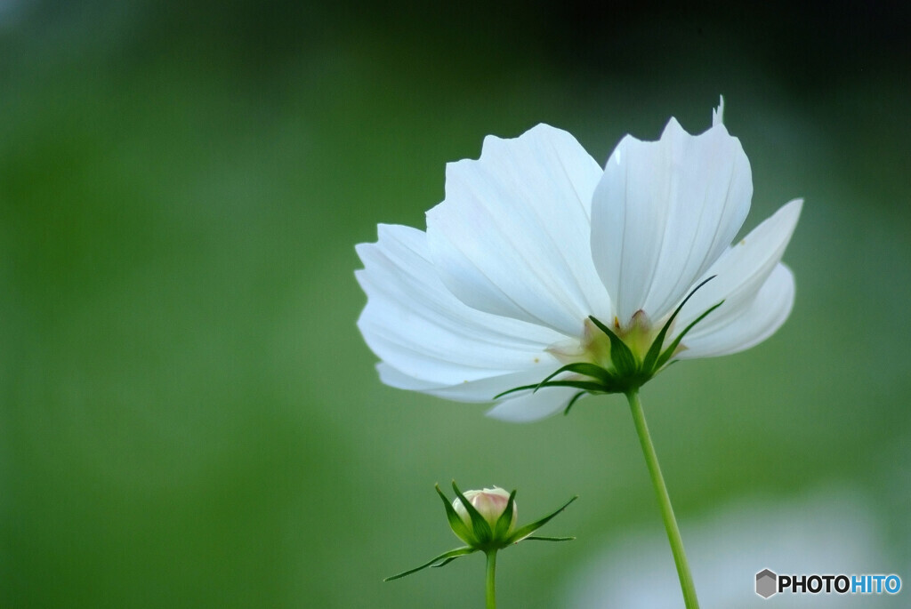 白い恋人✿秋桜2024