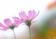 My Treasure・約束