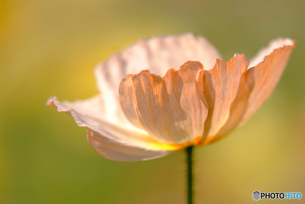 淡く美しく✿午後の恋人