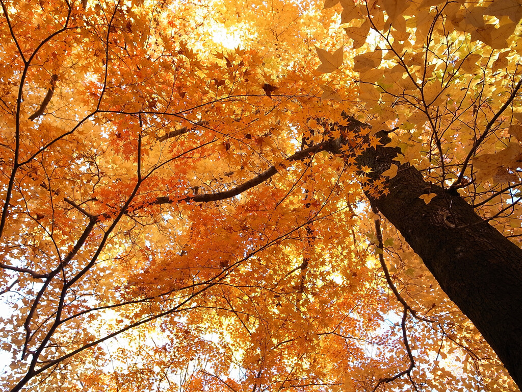 見上げれば晩秋✿至福な時間