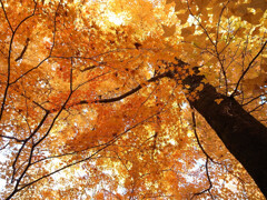 見上げれば晩秋✿至福な時間