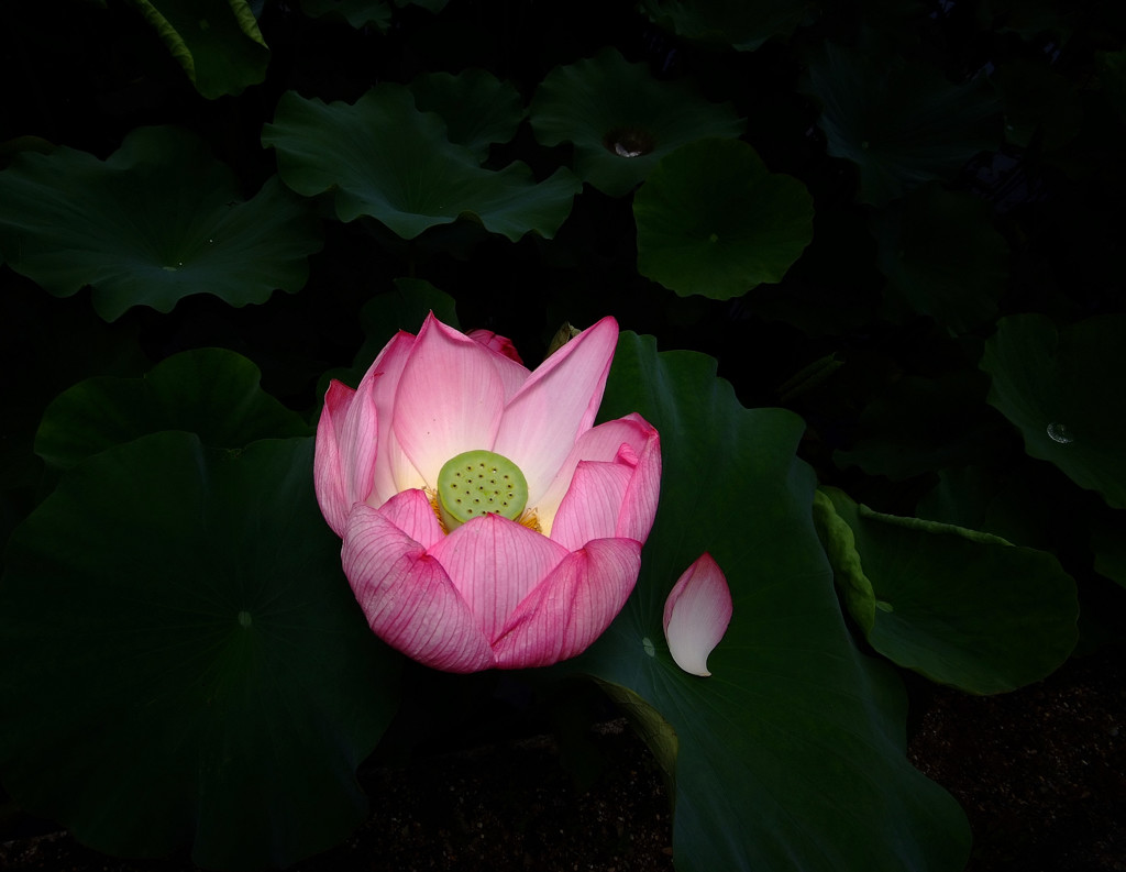 孤独の旅人・蓮