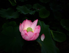 孤独の旅人・蓮