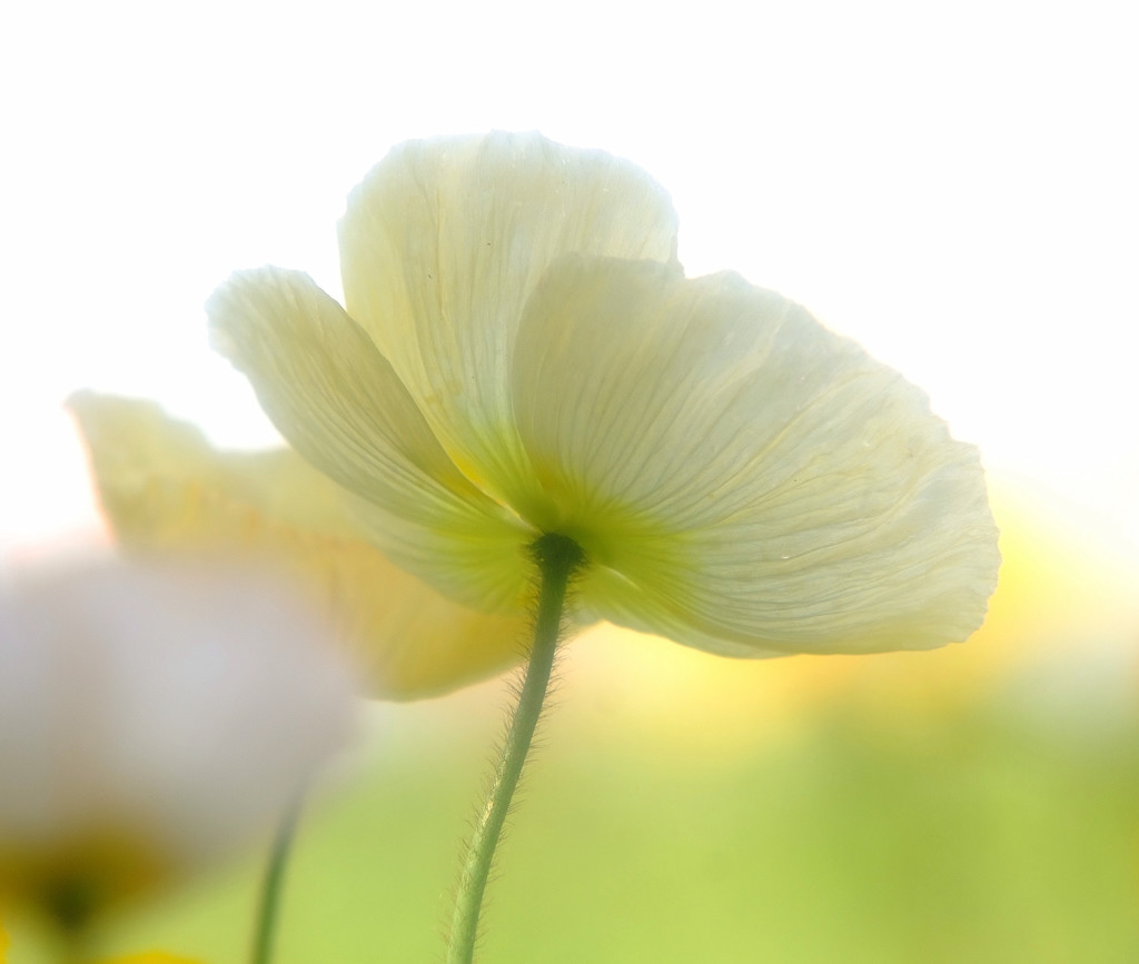 儚き夢・華（Ⅲ）