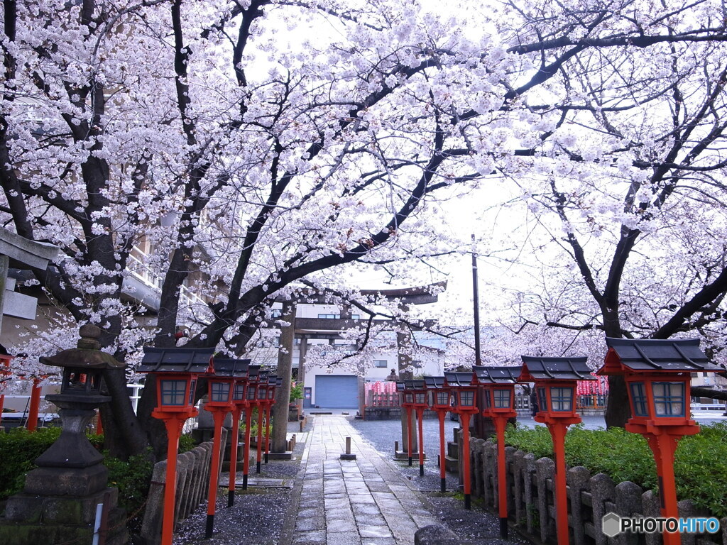 そうだ！京都に帰ろう✿2023桜