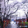 そうだ！京都に帰ろう✿2023桜