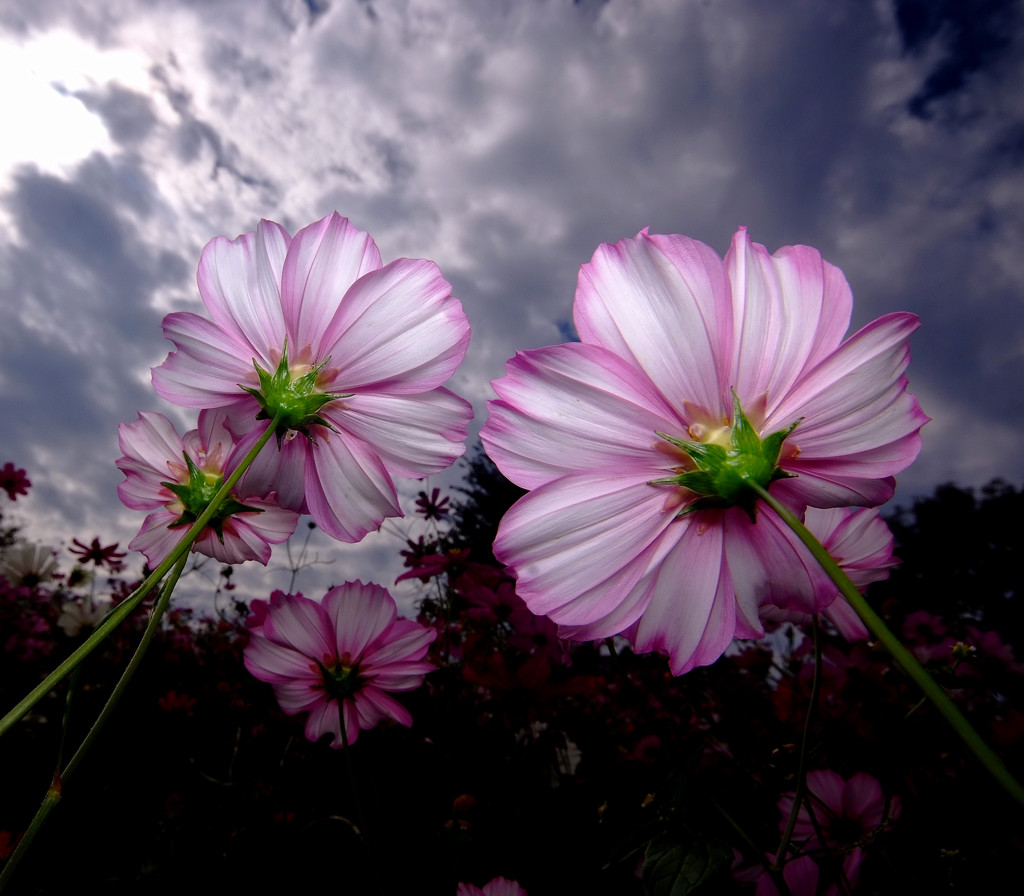 笑顔・こすもす