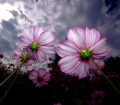 笑顔・こすもす