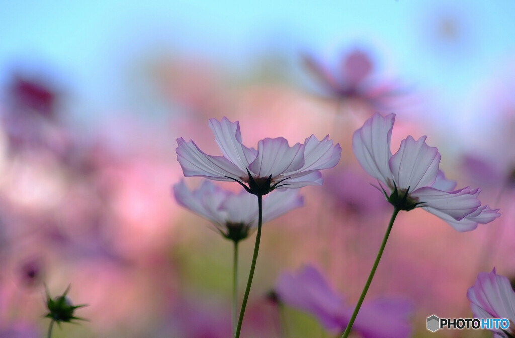 一緒に踊りませんか✿Cosmos