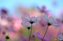 一緒に踊りませんか✿Cosmos